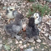 کوشین(جوجه کوشین مرغ و خروس مینیاتوری ست جاپنیز)|حیوانات مزرعه|گرگان, |دیوار