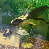 کوی مایان و باترفلای|ماهی|ری, جوانمرد قصاب|دیوار