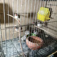 9عددفنج مولد نژاد دار لپ سیاه