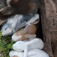 خرگوش زیباورنگارنگ|موش و خرگوش|بندر انزلی, پیل علی باغ|دیوار