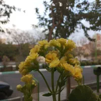 همکف-نوساز-شمالی