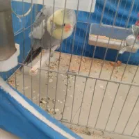 قناری نر معاوضه دارم.عروس هلندی نر|پرنده|اصفهان, عطار نیشابوری|دیوار