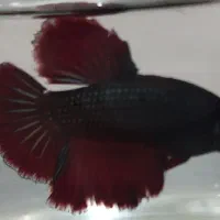 ماهی فایتر|ماهی|تبریز, |دیوار