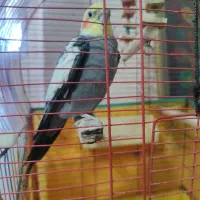 فروش پرنده|پرنده|لشت نشا, |دیوار