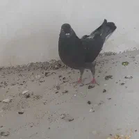 کبوتر زاغ|پرنده|سرپل ذهاب, |دیوار