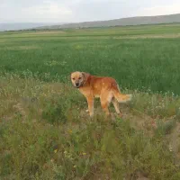 سگ خراسانی|سگ|قوچان, |دیوار