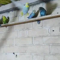 مرغ عسق و فنچ