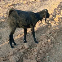 بز ترکی مخصوص داشت|حیوانات مزرعه|سده (فارس), |دیوار