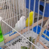 مرغ عشق هلندی زرنگ|پرنده|شیراز, شهرک مخابرات|دیوار