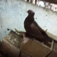 کبوتر راعبه کبوتر ماده سفید کاکلی تزیینی|پرنده|اصفهان, فرهنگیان|دیوار