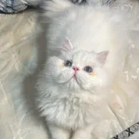 گربه نر|گربه|رشت, نظری|دیوار