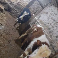 گوساله|حیوانات مزرعه|ایجرود, |دیوار