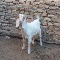 بزغاله