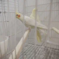 عروس هلندی نر ماده لوتینو زعفرونی