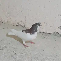 کبوتر|پرنده|خرمشهر, |دیوار