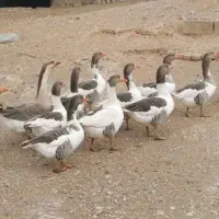 غازدوساله|حیوانات مزرعه|باروق, |دیوار