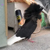 کبوتر زینتی|پرنده|تهران, پارک شهر|دیوار