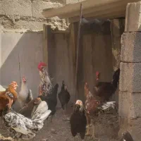 مرغ و خروس|حیوانات مزرعه|اهواز, حصیرآباد|دیوار