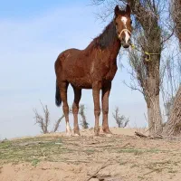 اسب|اسب و تجهیزات اسب‌سواری|اهواز, کوی علوی|دیوار