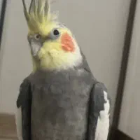 عروس هلندی جفت