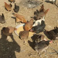 مرغ محلی|حیوانات مزرعه|محمدبار, |دیوار