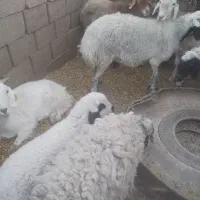 کاور میش بره زاییده آبستن