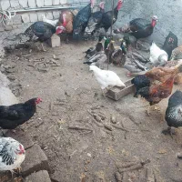 بوقلمون نر ،مرغ ،خروس ،اردک ،غاز|حیوانات مزرعه|اردبیل, |دیوار