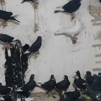 90تا جوجه پلنگ فروشی