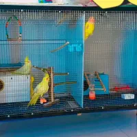 قفس مخصوص پرنده طوطی و فنچ و قناریو غیره