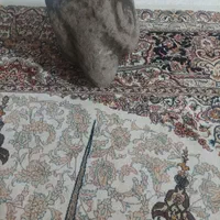 تندیس کله قوچ|کلکسیون اشیاء عتیقه|رباطکریم, الارد|دیوار