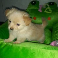 توله پامر روباهی و شیتزو سوپر