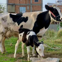 گاو هلشتاین شکم اول با گوساله مونت