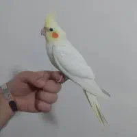 عروس هلندی لوتینو|پرنده|شهریار, شهرک بهاران (ویره)|دیوار