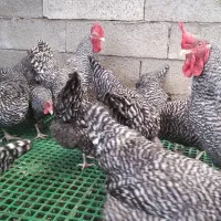 مرغ تخم گذار خوب میخوای، آمروک پرورش بده|حیوانات مزرعه|لنگرود, |دیوار