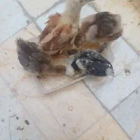 جوجه برهماوسلطان
