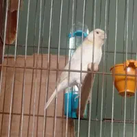 قناری ریزه خوان موزاییکی|پرنده|کبودرآهنگ, |دیوار