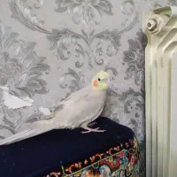 عروس هلندی نر ۱ساله|پرنده|تهران, شهرک رضویه|دیوار