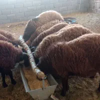 بره چاق مناسب قوچ و کشتار بیرجند