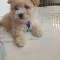 سگ پودل|سگ|اسلامشهر, شهرک واوان|دیوار