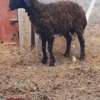بره نر شاخی