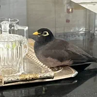 مرغ مینای گمشده