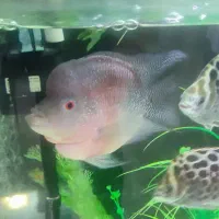 فلاور باکس18سانتی هد دار|ماهی|مشهد, سناباد|دیوار