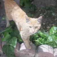 گربه