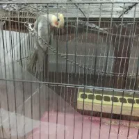 عروس هلندی نر