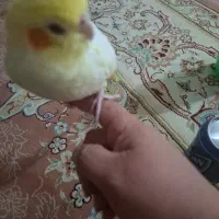 عروس هلندی