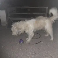 سگ پشمالوخوب