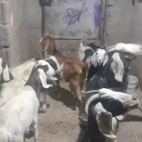 بز برای فروش