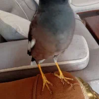 مرغ مینا