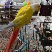 ردچیک راهب ملنگو رام دستی