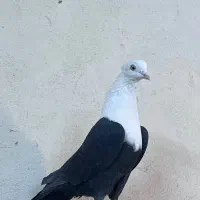 کفتر کله سفید ماده آس